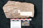 Foto (Objekt + Etikett) von Laurus lalages Unger (NHMW-GEO-2024-0188-7993)